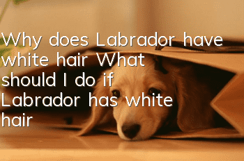 Why does Labrador have white hair? What should I do if Labrador has white hair?
