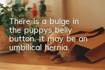 There is a bulge in the puppy's belly button. It may be an umbilical hernia.