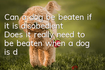 Can a dog be beaten if it is disobedient? Does it really need to be beaten when a dog is disobedient?