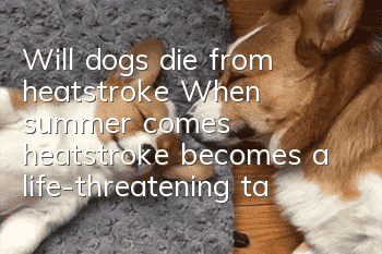 Will dogs die from heatstroke? When summer comes, heatstroke becomes a life-threatening talisman for dogs.