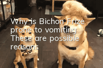 Why is Bichon Frize prone to vomiting? These are possible reasons