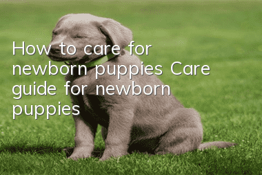 How to care for newborn puppies Care guide for newborn puppies