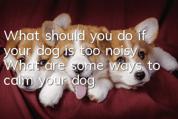 What should you do if your dog is too noisy? What are some ways to calm your dog?