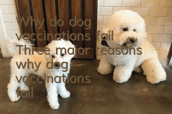 Why do dog vaccinations fail? Three major reasons why dog vaccinations fail