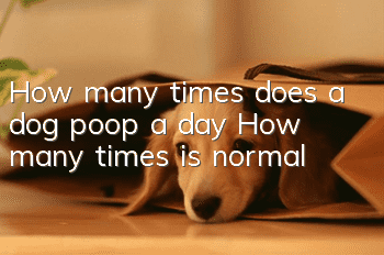 How many times does a dog poop a day? How many times is normal?