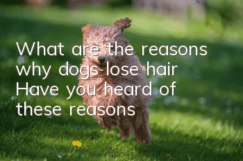 What are the reasons why dogs lose hair? Have you heard of these reasons?