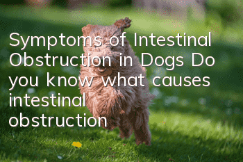 Symptoms of Intestinal Obstruction in Dogs Do you know what causes intestinal obstruction?