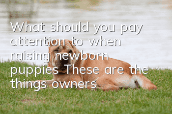 What should you pay attention to when raising newborn puppies? These are the things owners should know