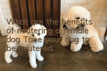 What are the benefits of neutering a female dog? Take your dog to be neutered.