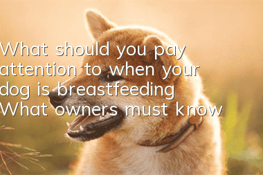 What should you pay attention to when your dog is breastfeeding? What owners must know