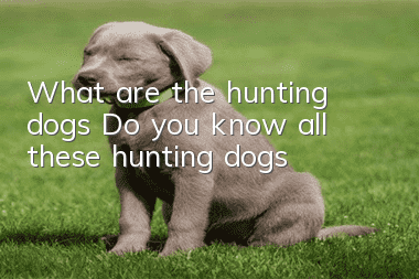 What are the hunting dogs? Do you know all these hunting dogs?