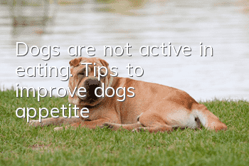 Dogs are not active in eating. Tips to improve dog’s appetite