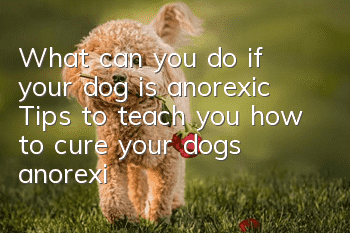 What can you do if your dog is anorexic? Tips to teach you how to cure your dog’s anorexia