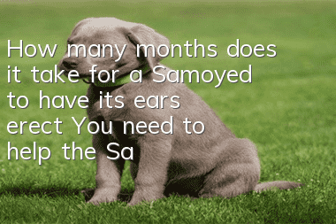 How many months does it take for a Samoyed to have its ears erect? You need to help the Samoyed with its ears!