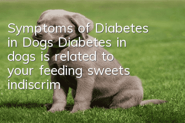 Symptoms of Diabetes in Dogs: Diabetes in dogs is related to your feeding sweets indiscriminately!