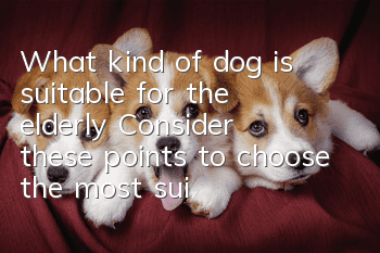 What kind of dog is suitable for the elderly? Consider these points to choose the most suitable dog.
