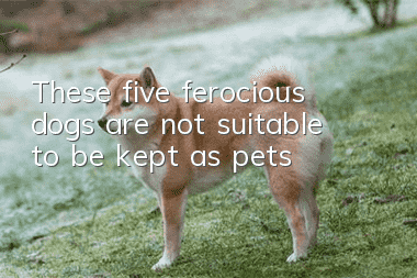 These five ferocious dogs are not suitable to be kept as pets