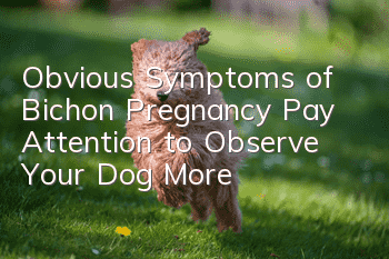 Obvious Symptoms of Bichon Pregnancy: Pay Attention to Observe Your Dog More