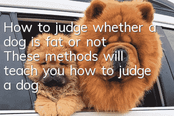 How to judge whether a dog is fat or not? These methods will teach you how to judge a dog’s body shape.