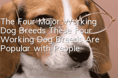 The Four Major Working Dog Breeds These Four Working Dog Breeds Are Popular with People