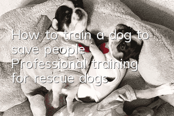 How to train a dog to save people? Professional training for rescue dogs