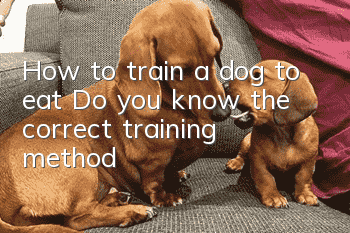 How to train a dog to eat? Do you know the correct training method?