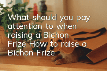 What should you pay attention to when raising a Bichon Frize? How to raise a Bichon Frize correctly?