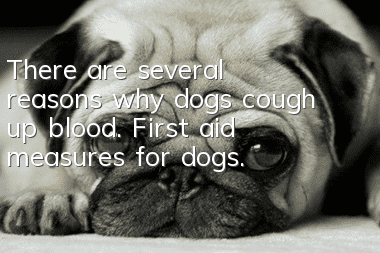 There are several reasons why dogs cough up blood. First aid measures for dogs.