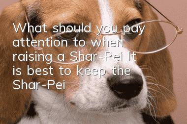 What should you pay attention to when raising a Shar-Pei? It is best to keep the Shar-Pei away from swimming as much as possible