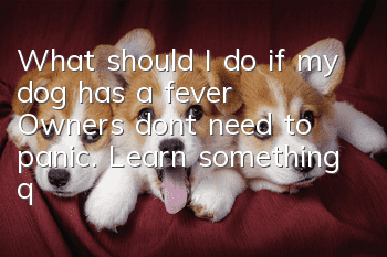 What should I do if my dog has a fever? Owners don’t need to panic. Learn something quickly.