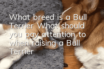 What breed is a Bull Terrier? What should you pay attention to when raising a Bull Terrier?