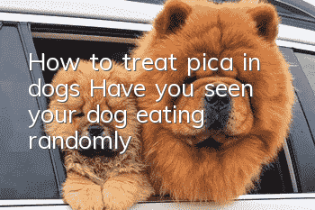 How to treat pica in dogs? Have you seen your dog eating randomly?
