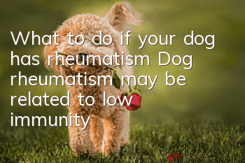 What to do if your dog has rheumatism? Dog rheumatism may be related to low immunity!