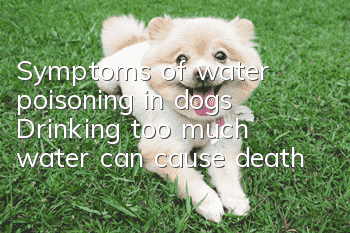 Symptoms of water poisoning in dogs: Drinking too much water can cause death!