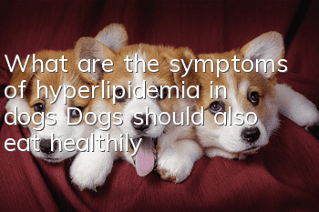 What are the symptoms of hyperlipidemia in dogs? Dogs should also eat healthily