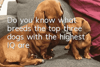 Do you know what breeds the top three dogs with the highest IQ are?