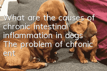 What are the causes of chronic intestinal inflammation in dogs? The problem of chronic enteritis in dogs is very serious.