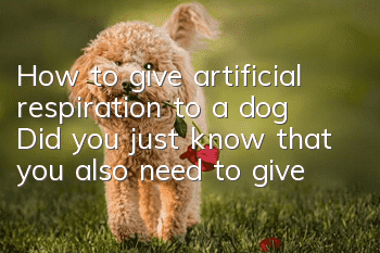 How to give artificial respiration to a dog? Did you just know that you also need to give artificial respiration to a dog?