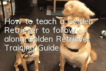 How to teach a Golden Retriever to follow along Golden Retriever Training Guide