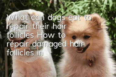 What can dogs eat to repair their hair follicles? How to repair damaged hair follicles in dogs