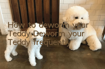How to deworm your Teddy? Deworm your Teddy frequently!