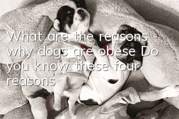 What are the reasons why dogs are obese? Do you know these four reasons?