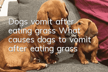 Dogs vomit after eating grass What causes dogs to vomit after eating grass