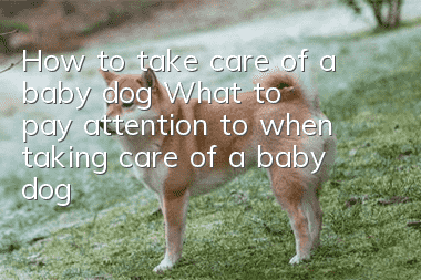 How to take care of a baby dog What to pay attention to when taking care of a baby dog