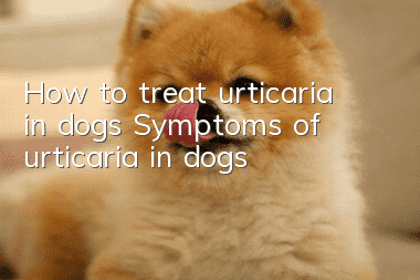 How to treat urticaria in dogs Symptoms of urticaria in dogs
