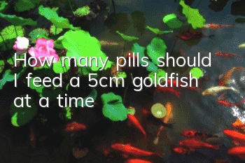 How many pills should I feed a 5cm goldfish at a time?