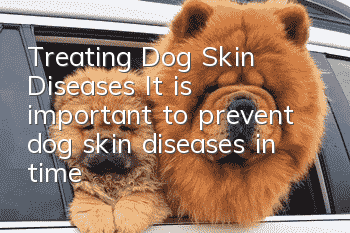 Treating Dog Skin Diseases It is important to prevent dog skin diseases in time!