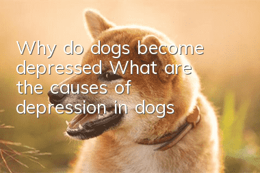 Why do dogs become depressed? What are the causes of depression in dogs?