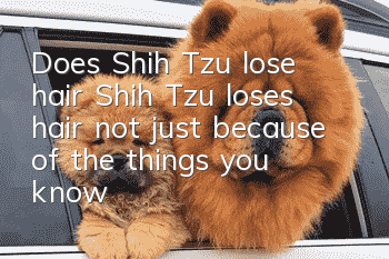 Does Shih Tzu lose hair? Shih Tzu loses hair not just because of the things you know!
