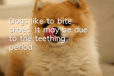 Dogs like to bite shoes. It may be due to the teething period.